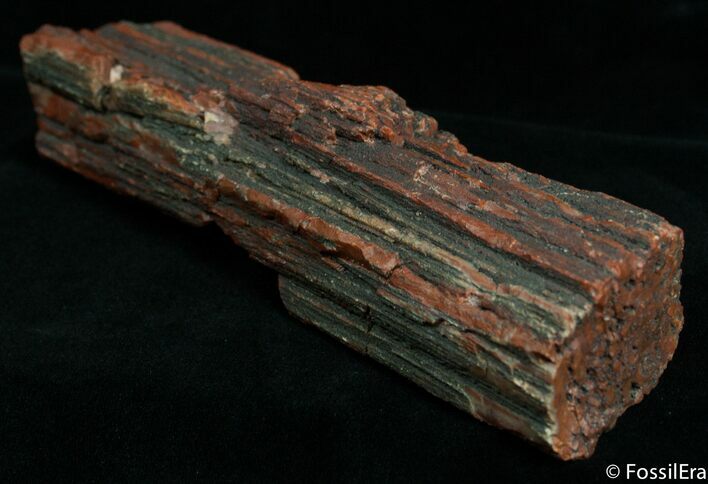 Rough Arizona Rainbow Petrified Wood ( oz) #2356